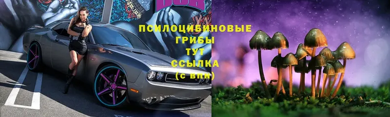 Псилоцибиновые грибы мицелий  Буй 